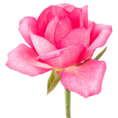 one pink rose flower isolated on white background cutout