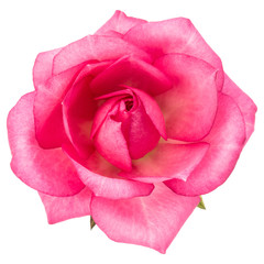one pink rose flower isolated on white background cutout