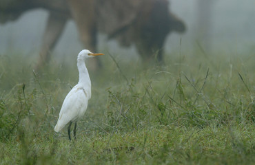 Cattle Egret on foggy morning