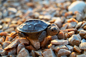 baby turtle
