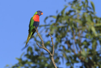 Rainbow Lorikeet colorful parrot