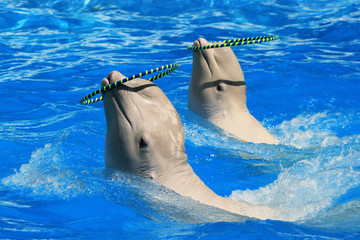 Fototapeta premium Two white beluga whales playing with rings in a pool