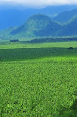 Fototapeta premium Naturaleza paisaje