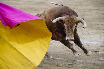 Bullfighter in a bullring.