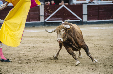 Bullfighter in a bullring.