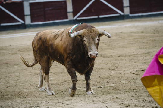 Bullfighter in a bullring.