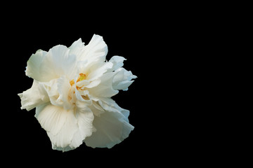 White Cotton rose isolated on black background. Confederate rose (Hibiscus mutabilis L)