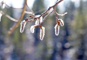 Tree buds blooming in spring closeup