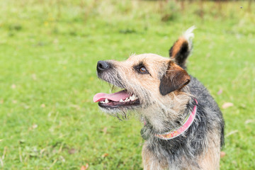 Terrier standing in field looking up and to the left