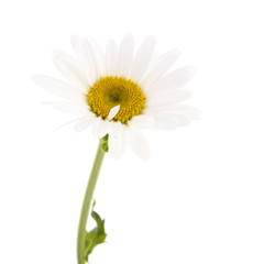Single white daisy