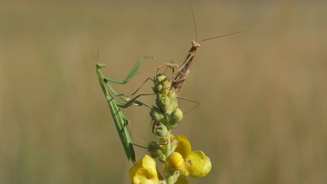 Praying mantises on denseflower mullein