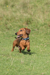 Red miniature dachshund running across field towards the camera looking to the left