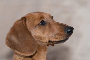 Portrait of red miniature dachshund on plain background