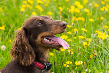 Chocolate and tan long-haired miniature dachshund sitting in field with yellow flowers looking right with mouth open and tongue out