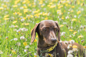 Chocolate and tan miniature dachshund in field with yellow flowers looking right