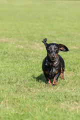 Black and tan miniature dachshund running in grass towards camera