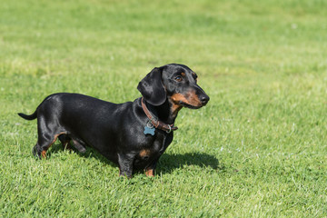 Black and tan smooth-haired miniature dachshund standing in field looking right