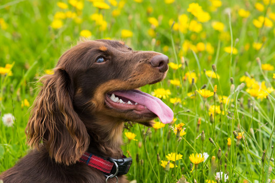 Chocolate and tan long-haired miniature dachshund sitting in field with yellow flowers looking right with mouth open and tongue out - Powered by Adobe
