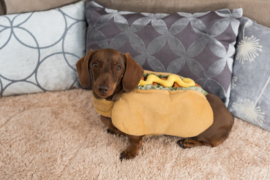 Dachshund Hot Dog Images – Browse 3,091 Stock Photos, Vectors, and Video |  Adobe Stock