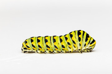 Swallowtail Butterfly Caterpillar On White Background