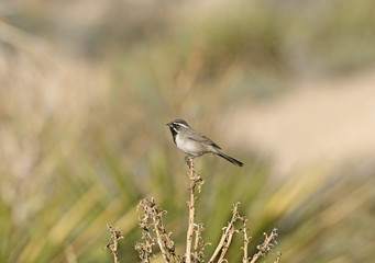 Black Throated Sparrow in the Desert