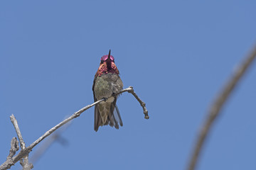 Anna’s Hummingbird in Sunlight