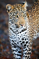 Fototapeta na wymiar Young male leopard