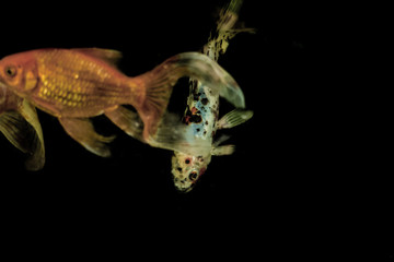 Peixes no fundo escuro