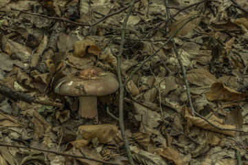 Russula mushroom in leaf forest