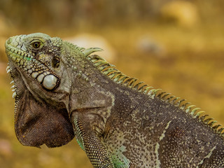 Iguana ou camaleão