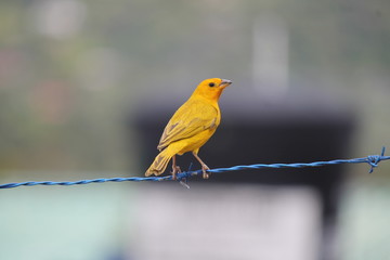 Beautiful bird
