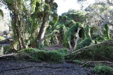 Perth Secret Garden Hanging Vines