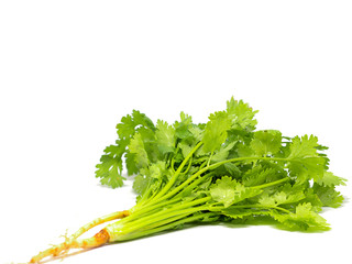 Bunch of fresh coriander leaves.