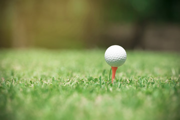 Golf ball on tee ready to be shot.Golf ball in green grass golf club yard background