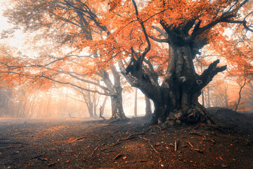 Autumn tree in fog. Old magical tree with big branches and orange and red leaves. Mystical autumn forest and road in fog. Fairy forest. Colorful landscape with misty tree. Nature. Foggy forest