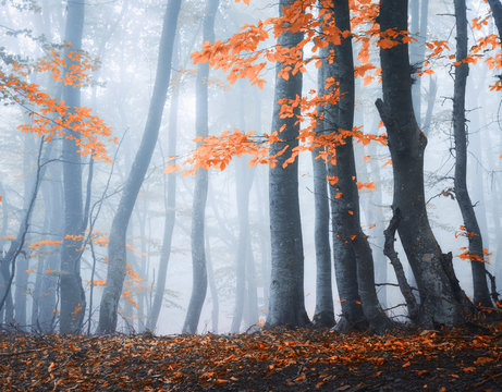 Fototapeta Amazing scene with autumn trees in fog. Autumn forest in fog. Fall colors. Enchanted foggy forest in fog. Old Tree. Landscape with trees, colorful orange and red foliage. Nature. Magical foggy forest