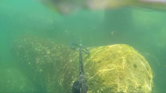 Underwater hunter caught a harpoon fish. On rocks.