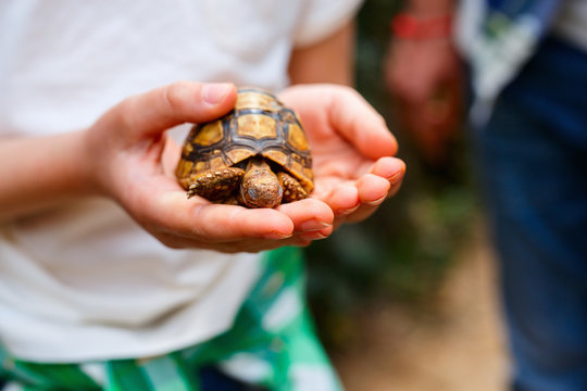 Close Up Baby Tortoise