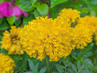 marigold, yellow flower.