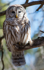 Barred Owl Toronto
