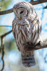 Barred owl