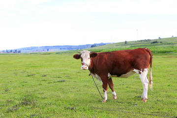 Fototapeta na wymiar Cattle are on the grass