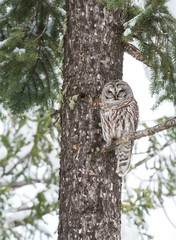Barred owl