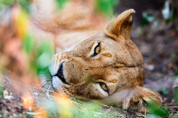 Fototapeta premium Female lion in Africa