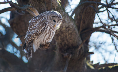 Barred Owl Toronto