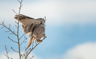 Northern Hawk Owl