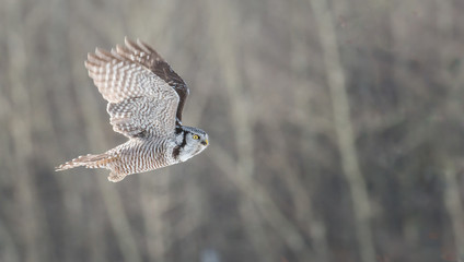 Northern Hawk Owl