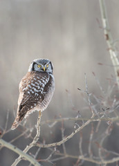Northern Hawk Owl