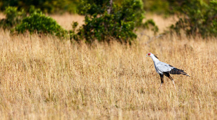 Secretary bird hunting in the savannah