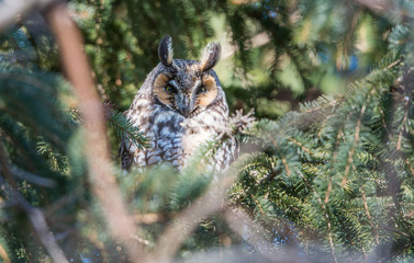 long eared owl